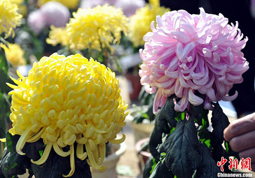 �ϲ��ջ�չ�����ջ���˫���� ��ɫ�ջ����涷��