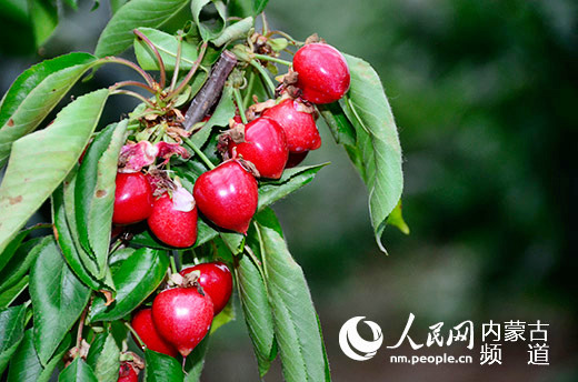 呼和浩特首届樱桃节将于5月28日在新城区开幕