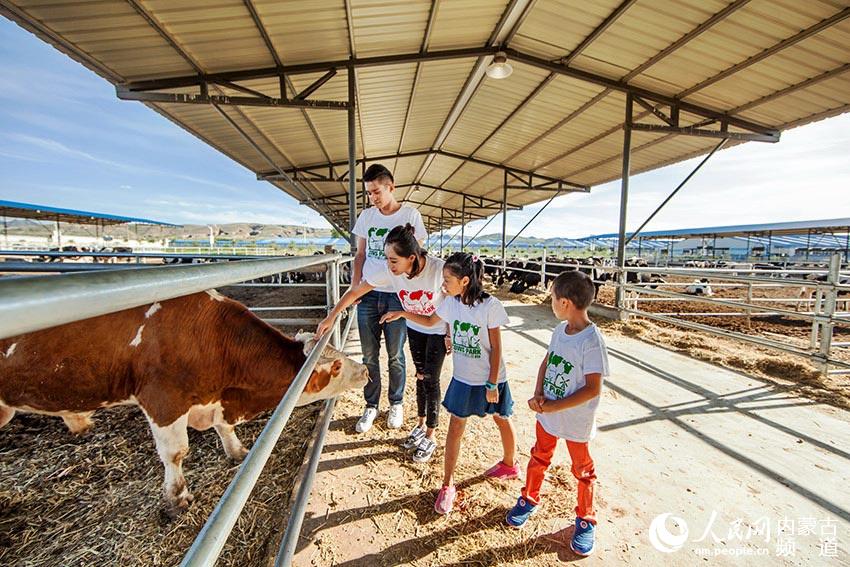 中国首座奶牛主题公园落户内蒙古和林格尔