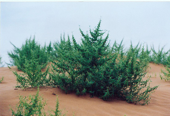理解沙生植物 懂得亿利治沙的天人合一