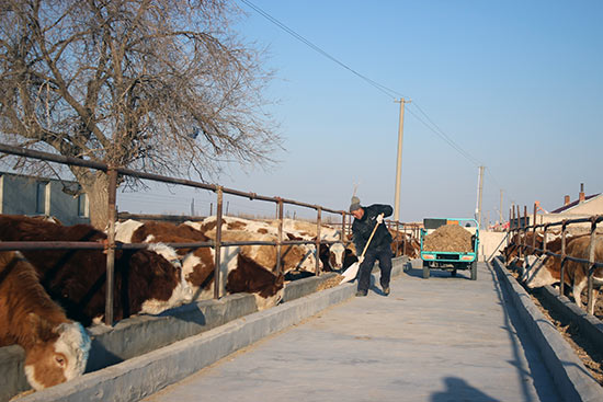 内蒙古科左中旗:以牛劲谋牛事 推进肉牛全产