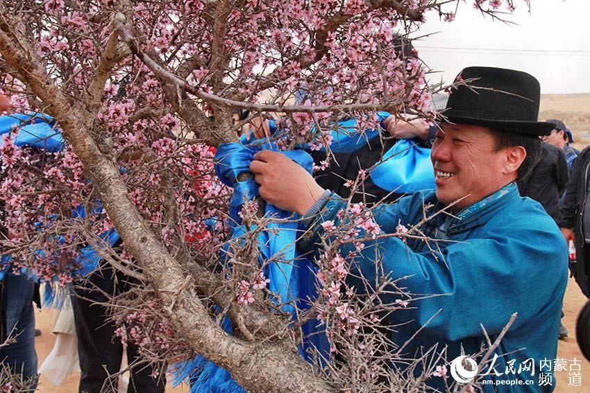4月6日，牧为最美的一株蒙古扁桃树“大漠仙姝”献上哈达。