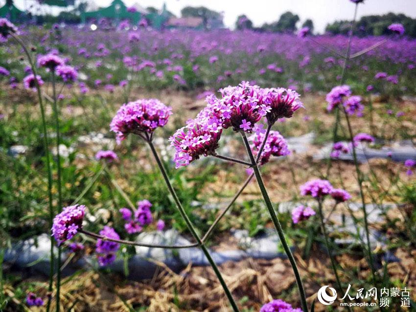 七彩花海迎接八方来客