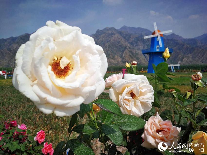 七彩花海迎接八方来客【2】