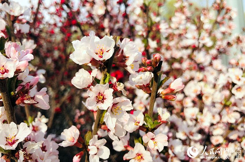 公園裡的桃花盛開。哈布拉 攝
