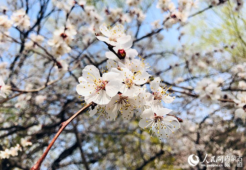 公園裡的杏花盛開。哈布拉 攝