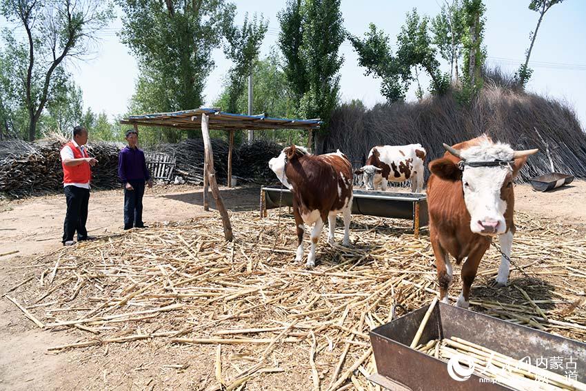 在烏審旗無定河鎮，“土專家”正耐心地為村民進行育牛技術講解。陳立庚 攝