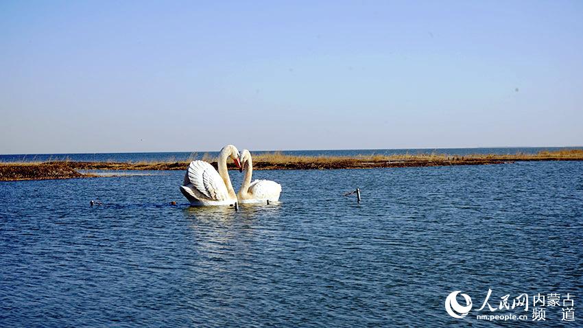 烏梁素海的湖面上，標志性的天鵝雕像栩栩如生。人民網 張聿修攝