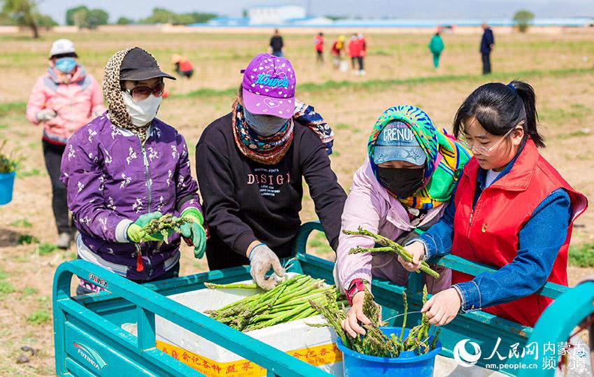 在內蒙古呼和浩特市玉泉區連家營村，黨員志願者和村民將採收的蘆筍裝箱。丁根厚攝