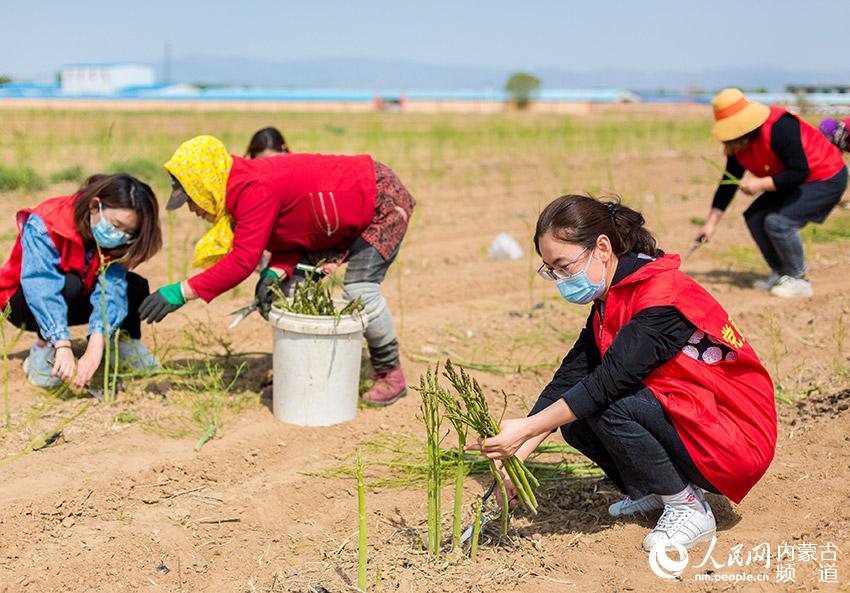 在內蒙古呼和浩特市玉泉區連家營村，黨員志願者和村民在採收蘆筍。丁根厚攝
