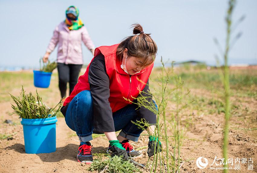 在內蒙古呼和浩特市玉泉區連家營村，黨員志願者和村民在採收蘆筍。丁根厚攝