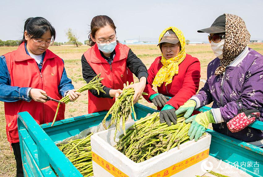 在內蒙古呼和浩特市玉泉區連家營村，黨員志願者和村民將採收的蘆筍裝箱供應市場。丁根厚攝