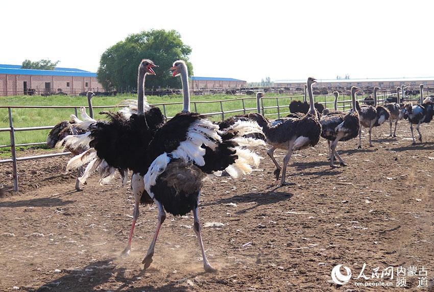 天吉泰鎮二合永三社蒙鳥合作社鴕鳥養殖園裡，兩隻鴕鳥正在對峙。焦翠琴攝