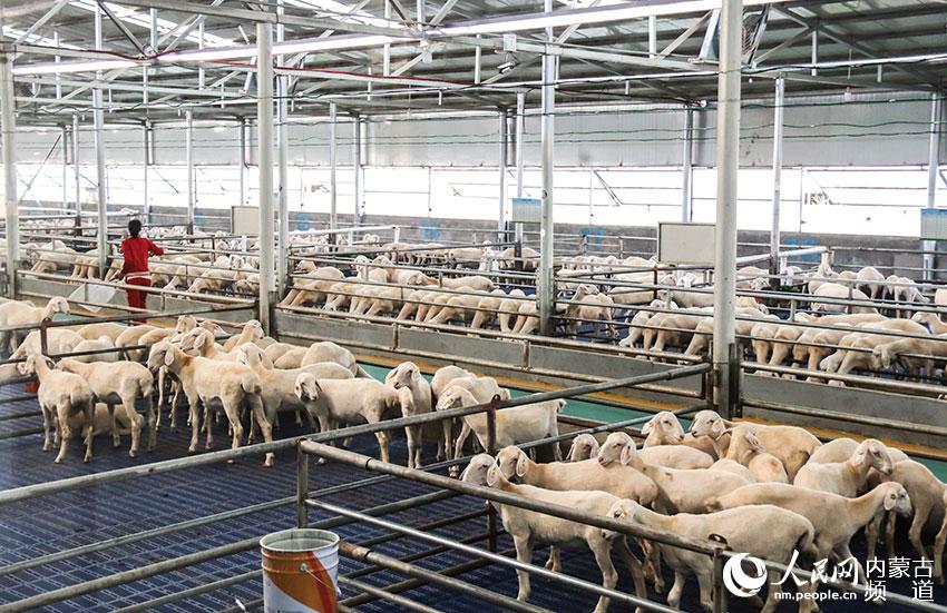 天吉泰鎮金草原公司養殖胡羊。焦翠琴攝