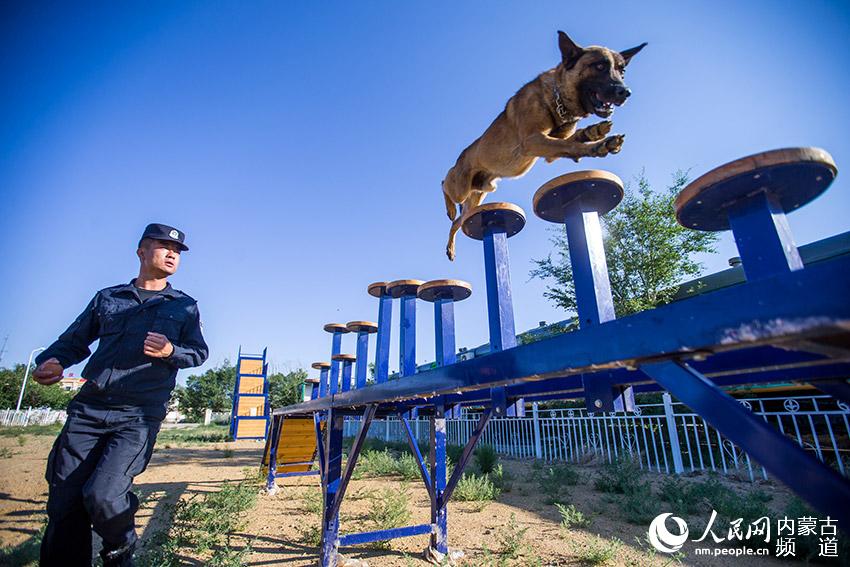 高溫天氣組織警犬進行跨越障礙訓練。郭鵬杰攝