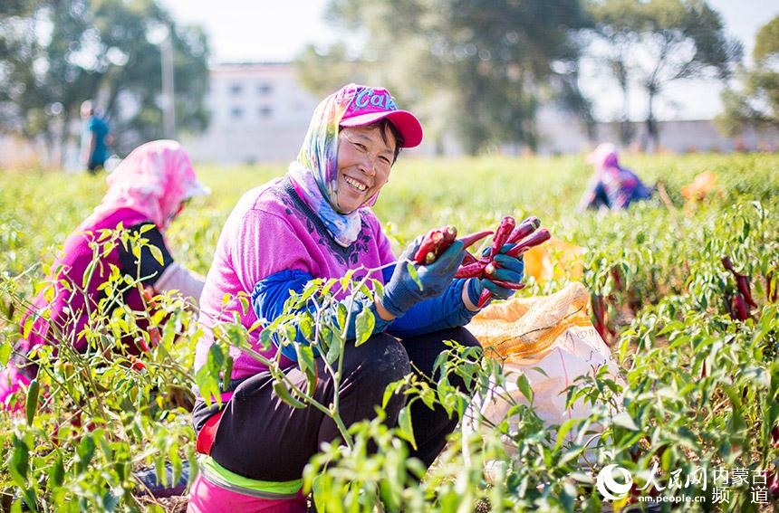 呼和浩特市玉泉區連家營村農民在田間採收辣椒。丁根厚攝