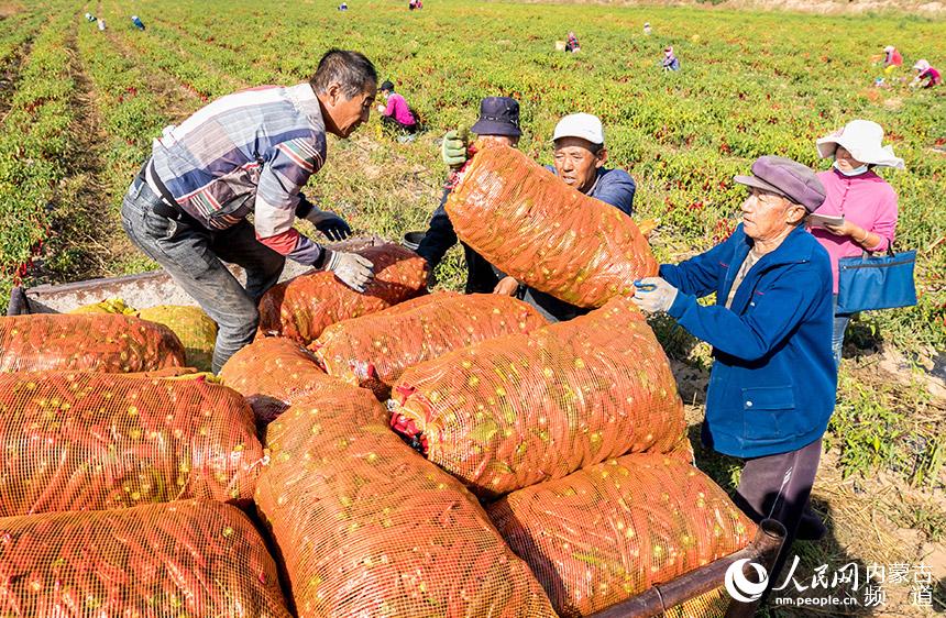 呼和浩特市玉泉區連家營村農民將採收的辣椒裝車。丁根厚攝