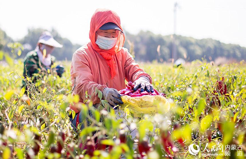 呼和浩特市玉泉區連家營村農民在田間採收辣椒。丁根厚攝