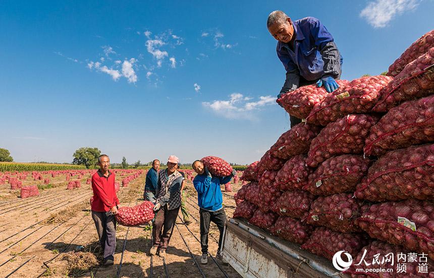 呼和浩特市玉泉區小黑河鎮南台什村農民將剛採收的紅皮小洋蔥裝車。丁根厚攝