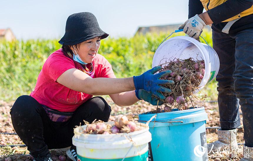 呼和浩特市玉泉區小黑河鎮南台什村農民在分揀採收紅皮小洋蔥。丁根厚攝