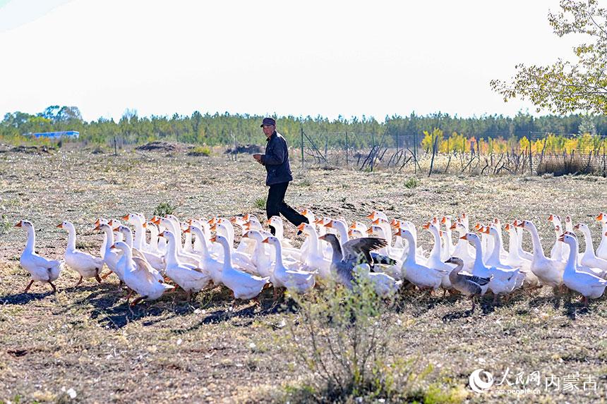 伊金霍洛旗紅慶河鎮木呼敖包村村民在放養肉鵝。王正攝