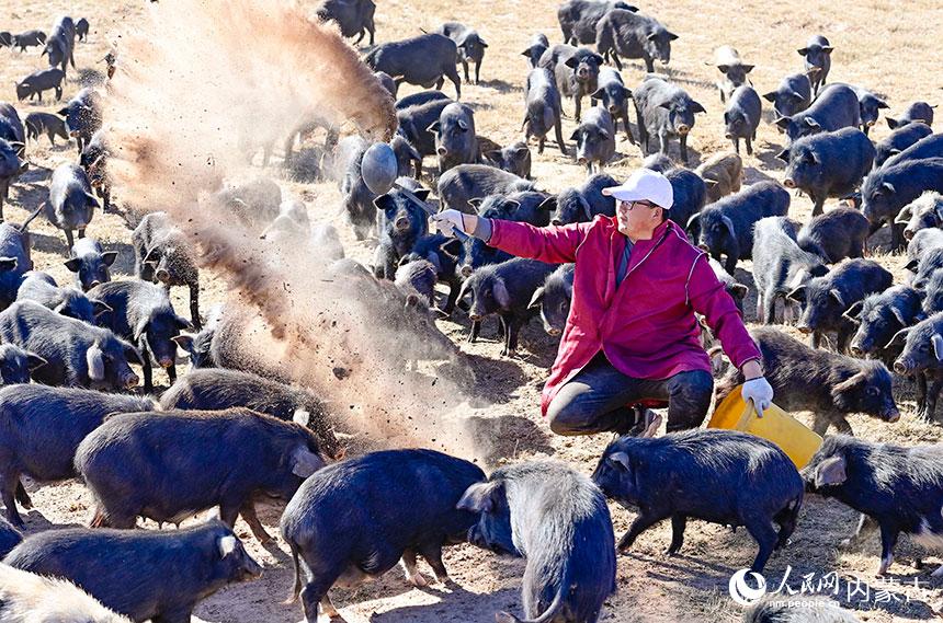 伊金霍洛旗紅慶河鎮巴本岱村村民在飼養藏香豬。王正攝