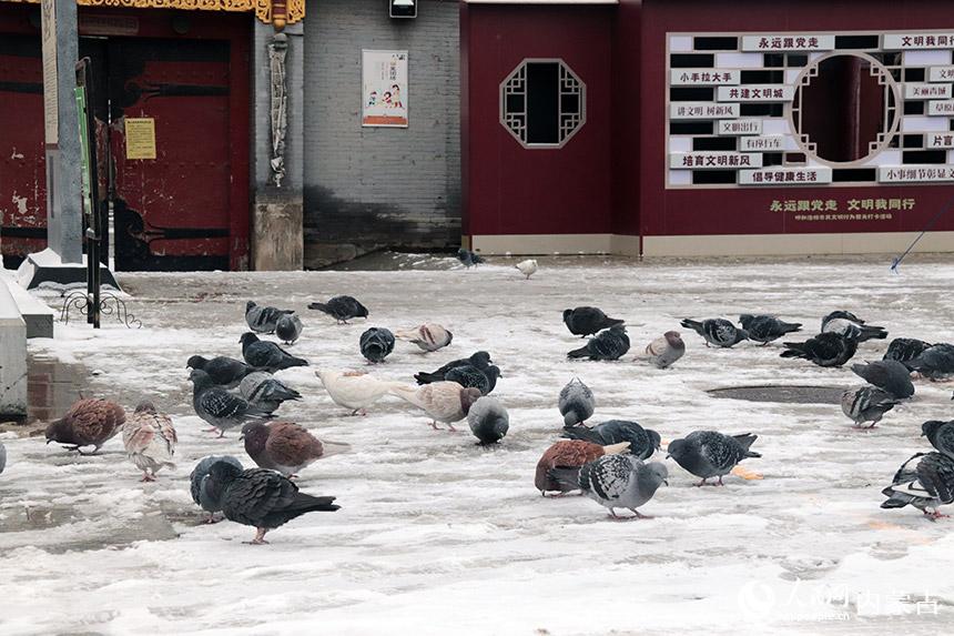 鴿子棲息在雪地上。人民網 劉藝琳攝