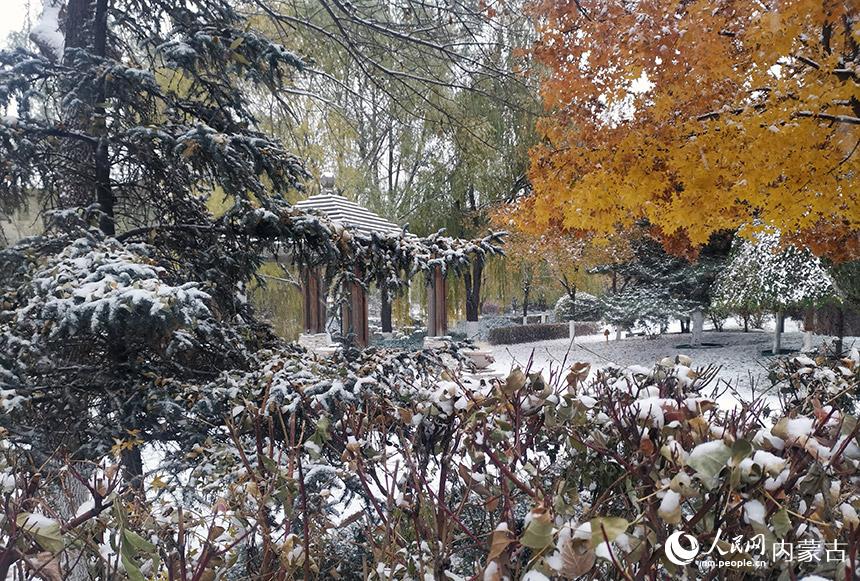 呼和浩特降下今冬第一場雪。人民網記者 白建平攝