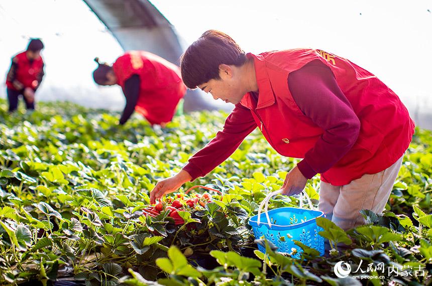 党员志愿者在呼和浩特市玉泉区密密板村润之田合作社草莓种植大棚内帮助种植户采收草莓。丁根厚摄