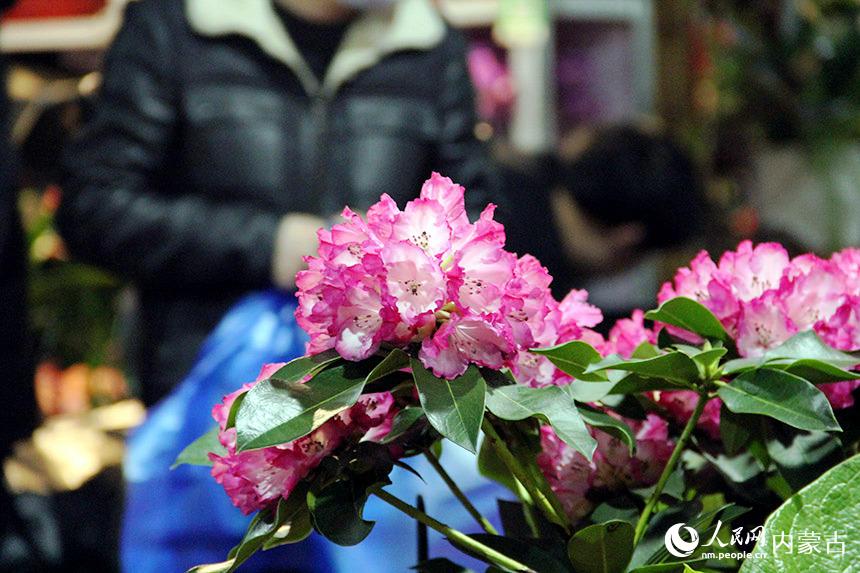 俏麗的鮮花。實習生雲婧攝