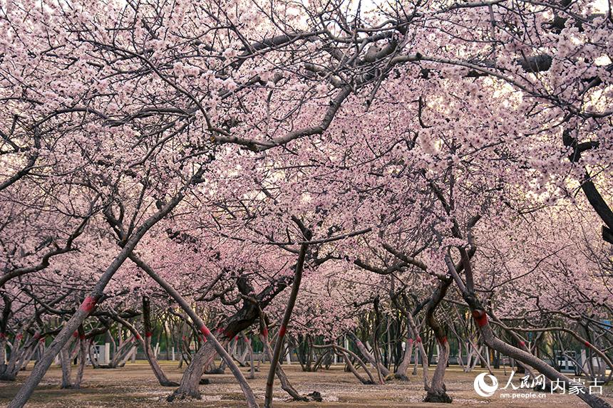 呼和浩特市公主府公园桃花盛开。 实习生董博仲摄