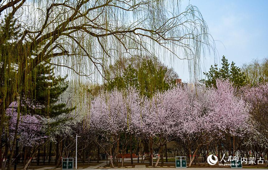 呼和浩特市公主府公园桃花美景。 实习生董博仲摄