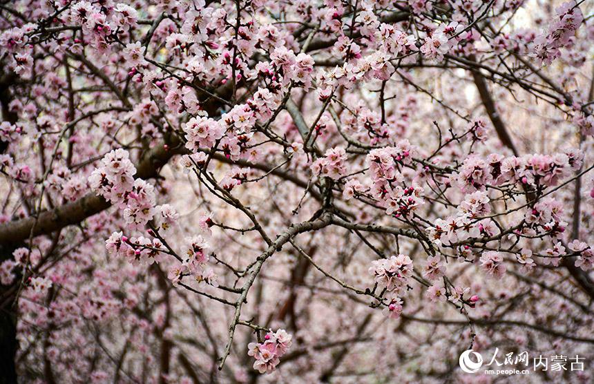 呼和浩特市公主府公园桃花盛开。实习生董博仲摄