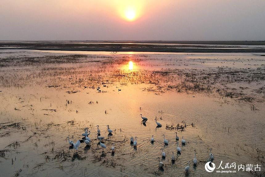 夕阳余晖中的白鹤。 王永生摄