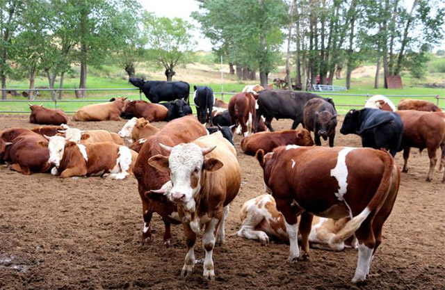 城川镇养殖户家饲养的优质肉牛。
