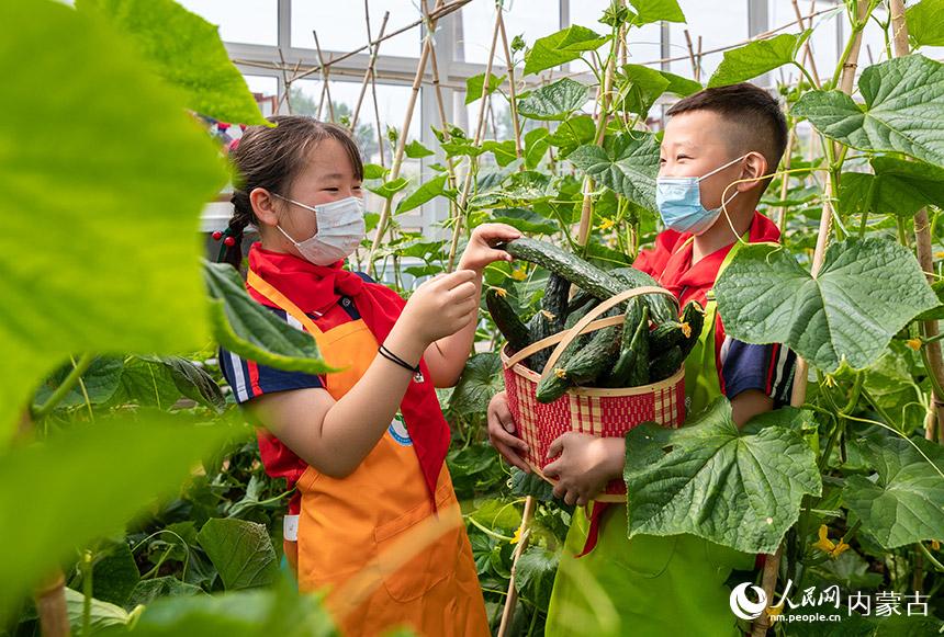 呼和浩特市玉泉區南柴火市街小學百什戶校區的學生在“開心農場”採摘黃瓜。丁根厚攝