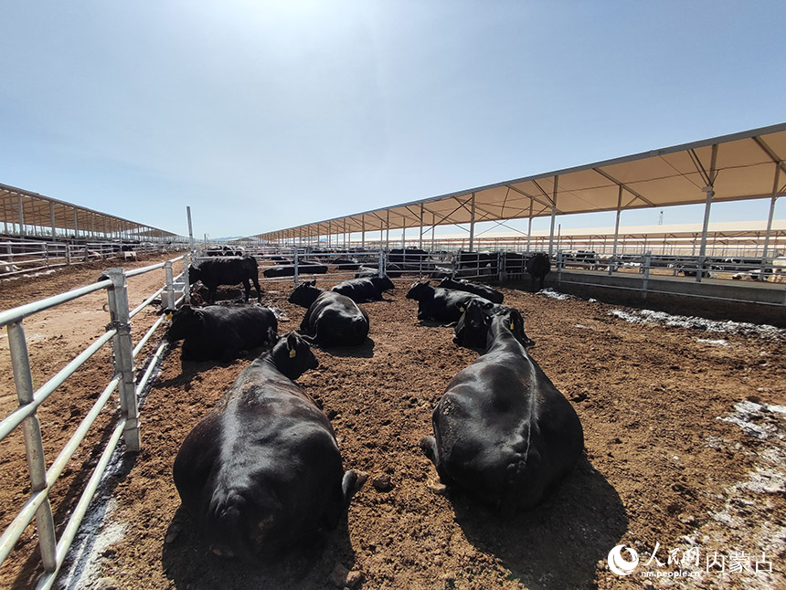 侩牛标准化智慧肉牛养殖基地，科学养殖的牛体型硕大，健壮。人民网 王慧摄