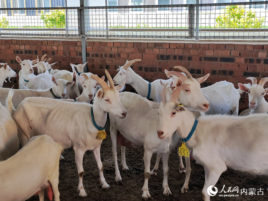 盛健正邦标准化奶山羊示范养殖场里的羊儿正在听着轻音乐。人民网 王慧摄