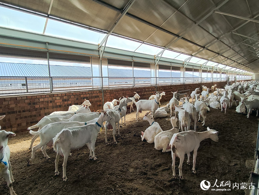 盛健正邦标准化奶山羊示范养殖场里的羊群，正在悠闲的听着音乐。实习生姚颖超
