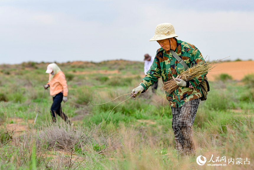 治沙人员在鄂尔多斯市鄂托克前旗百万亩柠条种植项目区栽种柠条。王正摄