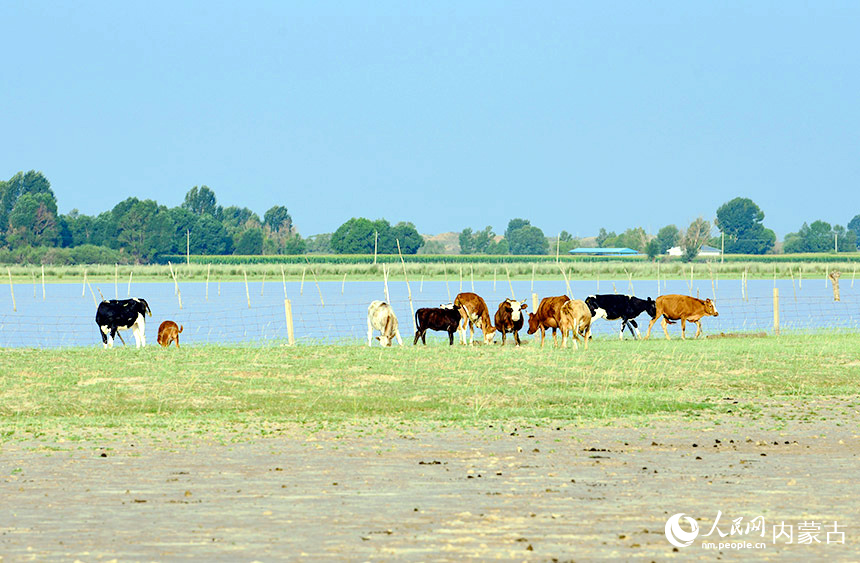 7月30日，牛群在巴彥希泊日草原覓食。王正攝