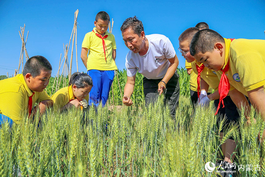 老师在讲解小麦从生长、收割、加工等过程，让同学们都知道粮食来之不易，粒粒皆是辛苦来。乌力更摄