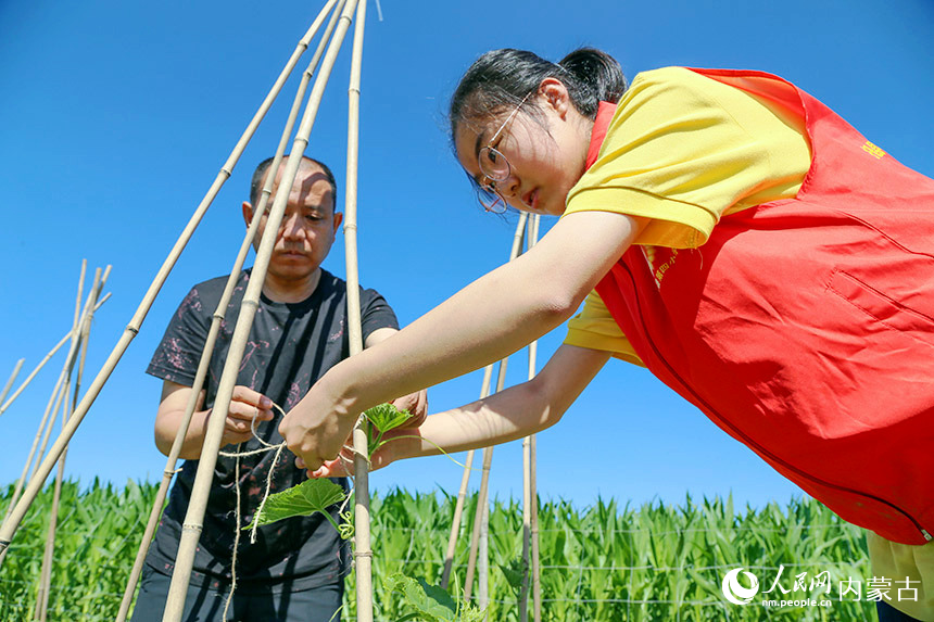 一名同学在当地菜农的教导下,为黄瓜搭架。乌力更摄