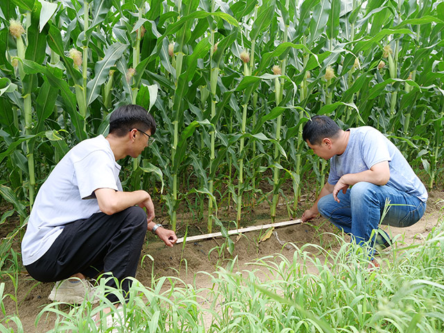 杨晓峰（右）和同事在免耕播种示范区测玉米株距。胡建华摄