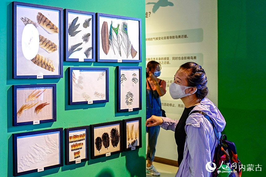 观众在内蒙古鸟类特展上观赏鸟类羽毛标本。王正摄