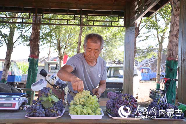 農戶正在整理銷售的葡萄。