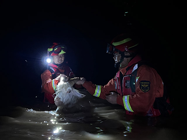 鄂尔多斯市消防部门解救被困羊群。