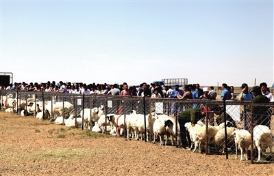 　來自國內各大肉食品加工企業的代表參觀蘇尼特羊標准化養殖基地。
