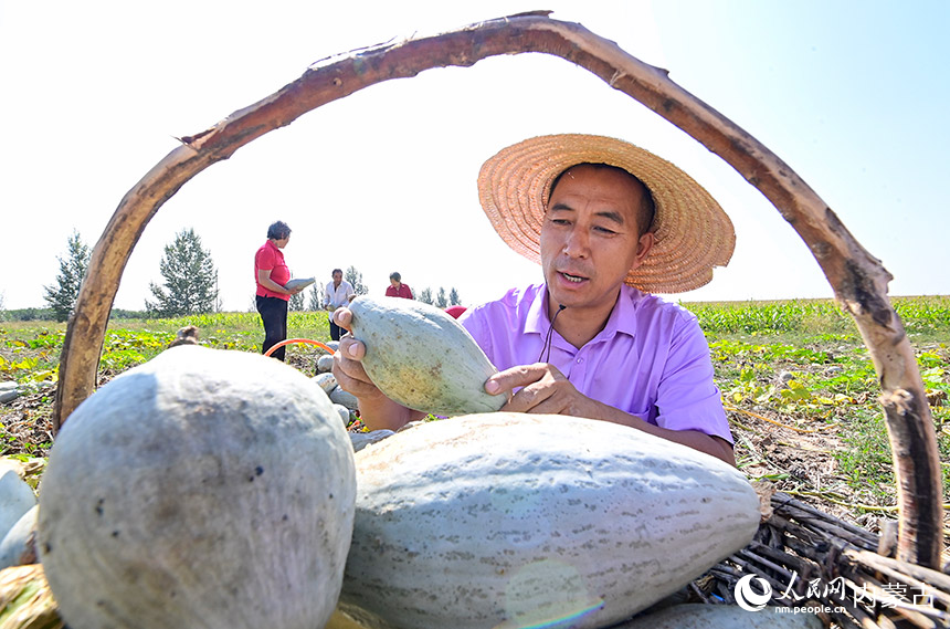呼和浩特市赛罕区金河镇大一间房村农民在收获甘龙栗南瓜。王正摄