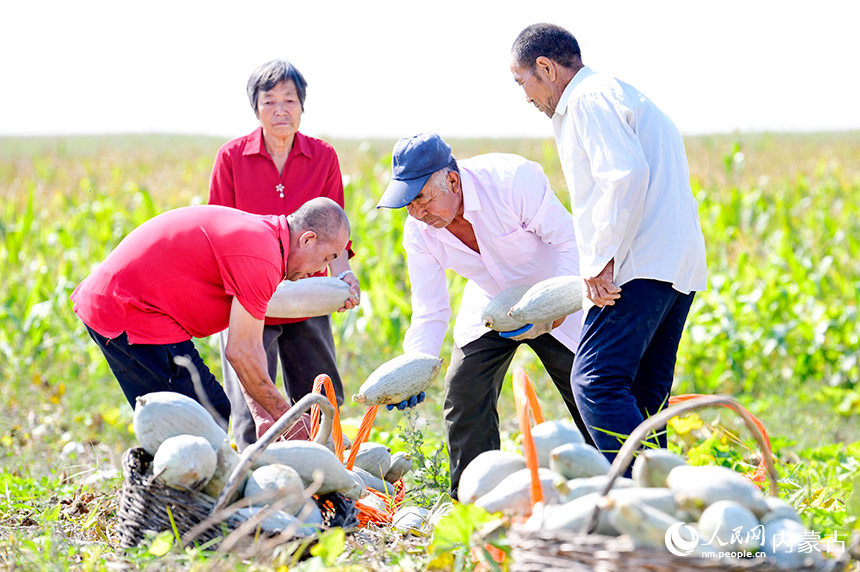 呼和浩特市赛罕区金河镇大一间房村农民在收获甘龙栗南瓜。王正摄